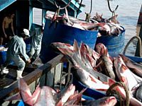  Xuất khẩu cá tra, ba sa tăng mạnh